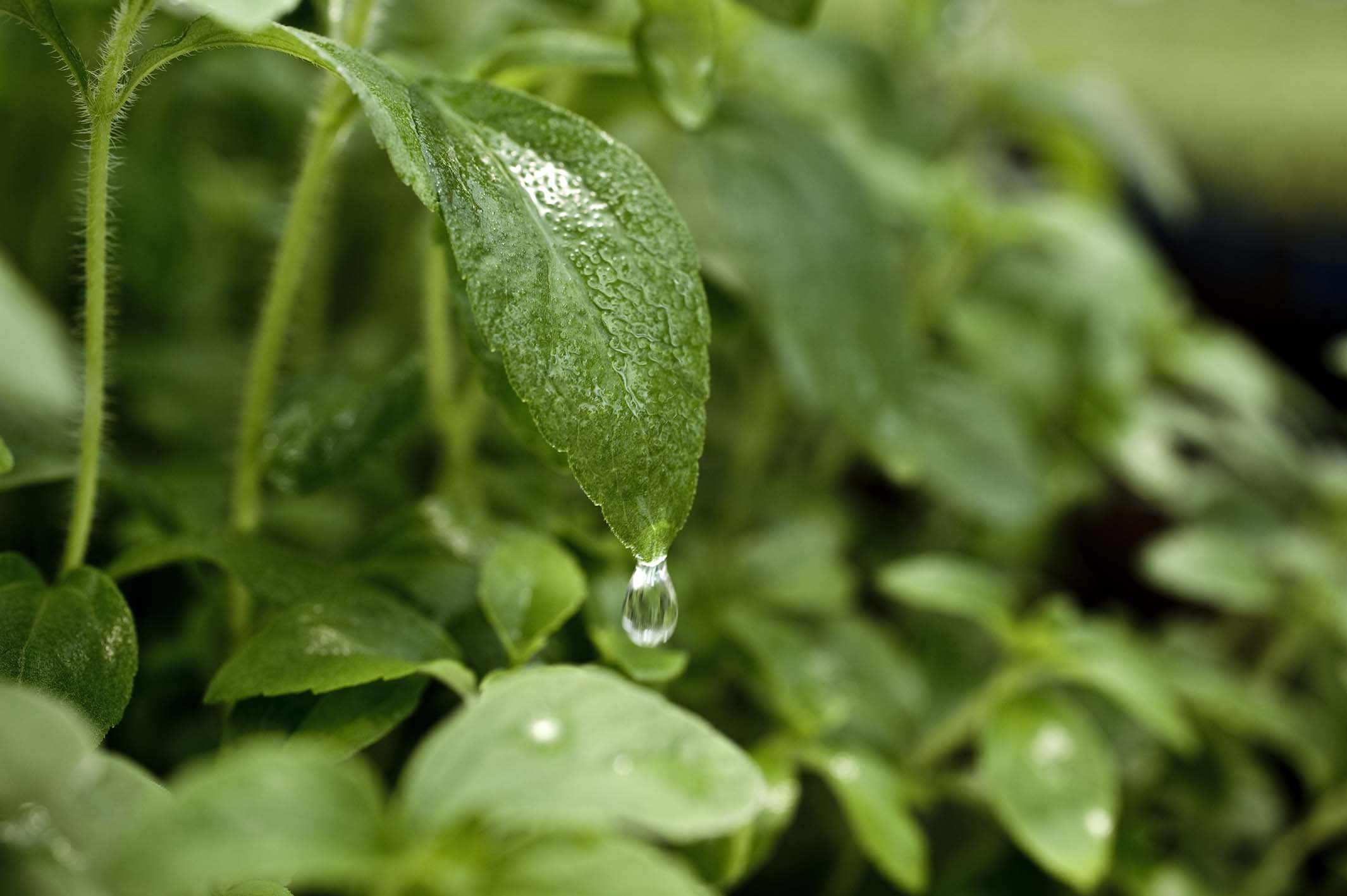 stevia.jpg