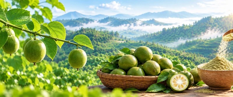 Stevia Extract