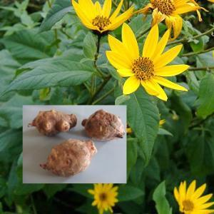 Inulin Powder