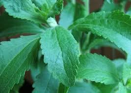 Enzymatic Modification Stevia Extract EM80/90/95)